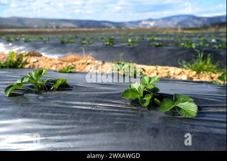 Erdbeerplantage unter Nylon. Felderdbeeren im Frühjahr. Erdbeere, die unter schwarzen Plastikplatten wachsen. Landwirtschaft. Stockfoto