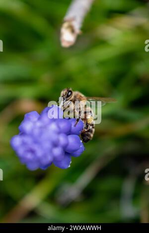 Biene sammelt Pollen auf einer Traubenhyazinthe im Frühling in einem Garten, Muscari armeniacum Stockfoto