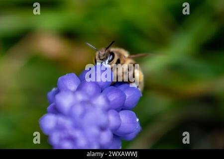 Biene sammelt Pollen auf einer Traubenhyazinthe im Frühling in einem Garten, Muscari armeniacum Stockfoto