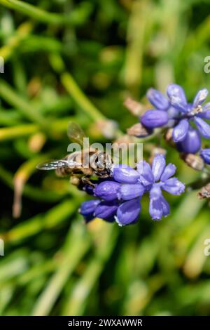 Biene sammelt Pollen auf einer Traubenhyazinthe im Frühling in einem Garten, Muscari armeniacum Stockfoto