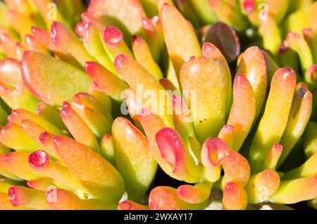 Crassula ovata gollum saftig im Freien mit röhrenförmigen, trompetenförmigen Blättern und roten Spitzen Stockfoto