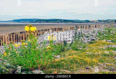 Abendliche Kerzenblume „Oenothera biennis“ mit Viper's Bugloss „Echium vulgare“ und einem Teppich mit kleineren Blumen am Kieselstrand von Dunster in Som Stockfoto