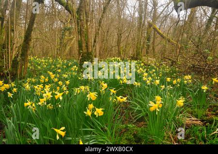 Wilde Narzissen 'Narcissus pseudoonarcissus', die in einem alten Haselnusswald in einem Naturschutzgebiet in Somerset.UK wachsen Stockfoto