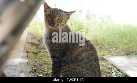 Eine gestreifte Katze war still und drehte den Kopf in die andere Richtung Stockfoto