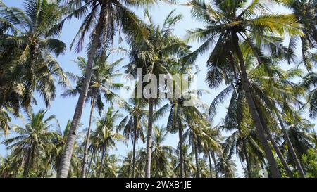 Hohe Kokospalmen auf Gili Trawangan Insel Lombok Stockfoto