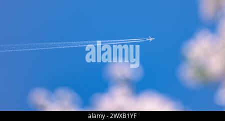 Hefei, China. März 2024. Ein Flugzeug fliegt am 29. März 2024 über einem Kirschblütenwald in Hefei, Provinz Anhui, China. (Foto: Costfoto/NurPhoto) Credit: NurPhoto SRL/Alamy Live News Stockfoto