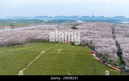 Guiyang, China. März 2024. Ein Luftbild zeigt Kirschblüten in voller Blüte auf der Kirschplantage im Neuen Bezirk GUI'an in Guiyang, Provinz Guizhou, China, am 29. März 2024. (Foto: Costfoto/NurPhoto) Credit: NurPhoto SRL/Alamy Live News Stockfoto