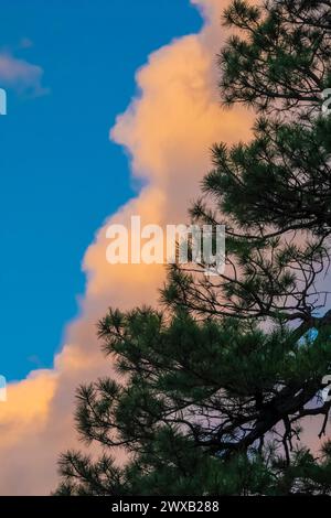 Ponderosa Pine und Sonnenuntergang Wolken im Bandelier National Monument, New Mexico, USA Stockfoto