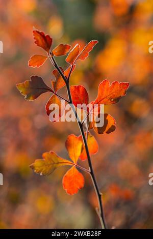 Duftender Sumac, Rhus aromatica, Herbstblätter im Bandelier National Monument, New Mexico, USA Stockfoto