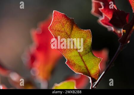 Wahrscheinlich Wavyleaf Oak, Quercus x undulata, im Bandelier National Monument, New Mexico, USA Stockfoto