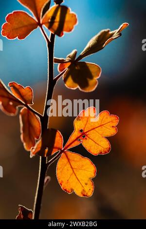 Duftender Sumac, Rhus aromatica, Herbstblätter im Bandelier National Monument, New Mexico, USA Stockfoto