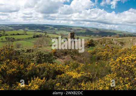 Alport Höhen im Frühling. Herrliche Darstellung von Gorse. Stockfoto