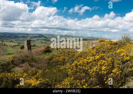 Alport Höhen im Frühling. Herrliche Darstellung von Gorse. Stockfoto