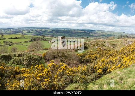 Alport Höhen im Frühling. Herrliche Darstellung von Gorse. Stockfoto