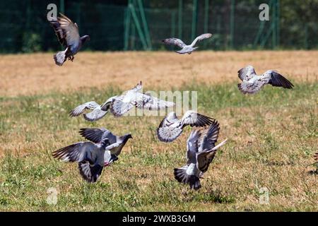 Frankreich, Nouvelle-Aquitaine, Saint-Paul-lès-Dax, kleine Herde von Feral-Tauben, die in Parkland bei Lac de Christus fliegen Stockfoto