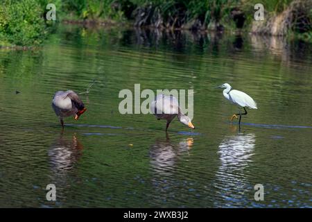 Frankreich, Nouvelle-Aquitaine, Saint-Paul-lès-Dax, zwei Graugänse und ein kleiner Egret am Lac de Christus Stockfoto