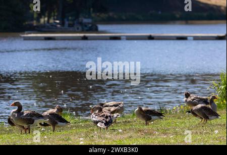 Frankreich, Nouvelle-Aquitaine, Saint-Paul-lès-Dax, Eine kleine Gruppe von Greylag-Gänsen in der Nähe von Lac de Christus Stockfoto