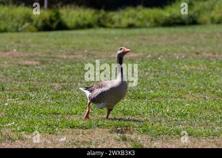 Frankreich, Nouvelle-Aquitaine, Saint-Paul-lès-Dax, Eine Greylag-Gans, die über Grasland läuft Stockfoto