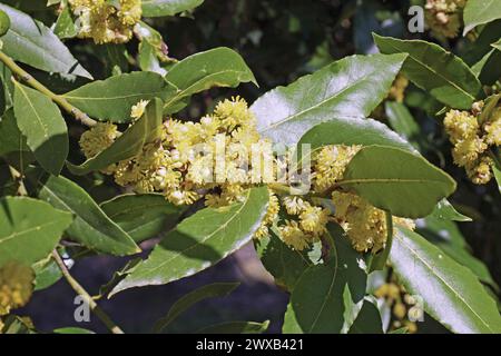 Detail eines Lorbeerzweigs, Blätter und Blumen, Laurus nobilis, Lauraceae Stockfoto