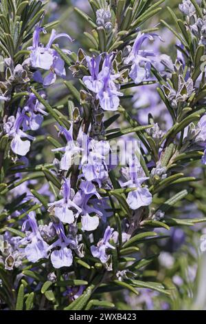 Detail einer voll blühenden Rosmarinpflanze, Salvia rosmarinus, Rosmarinus officinalis, Lamiaceae Stockfoto