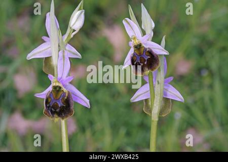 Detail der Spinnenorchideenpflanze in voller Blüte, Ophrys holoserica, Orchidaceae Stockfoto