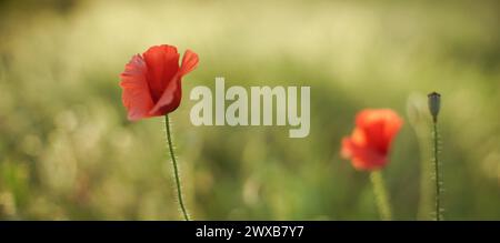 Rote Mohnblumen wachsen in saftig grünen Grasfeld Stockfoto