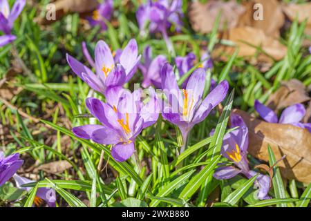 Wunderschöne violette Frühlingskrokusse im Garten an sonnigen Tagen. Floraler Frühlingshintergrund mit wilden Krokusblüten auf der Wiese. Frühling, Natur. Selektiv Stockfoto