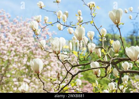 Blühender Baumzweig mit weißer Magnolia soulangeana, Alba Superba Blumen im Park oder Garten auf grünem Hintergrund mit Kopierraum. Natur, Blumen, gard Stockfoto