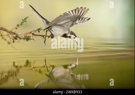 Weißer Wagtail (Motacilla alba), Alicante , Spanien, Europa – Stockfoto Stockfoto