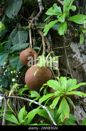 Cannon Ball Tree, Couroupita guianensis, Lecythidaceae. Costa Rica. Stockfoto
