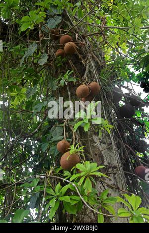 Cannon Ball Tree, Couroupita guianensis, Lecythidaceae. Costa Rica. Stockfoto