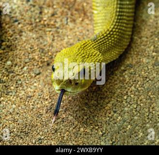 Mexikanische Westküsten-Rattlesnake oder mexikanische Grüne Rattler (Crotalus basiliscus), giftige Schlange, die an der Westküste Mexikos beheimatet ist. Stockfoto