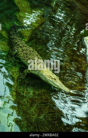 Weißes Salzwasser-Krokodil, auch (Crocodylus porosus), Albino, mossiert, Tierportrait, gefangen, Deutschland, Europa Stockfoto