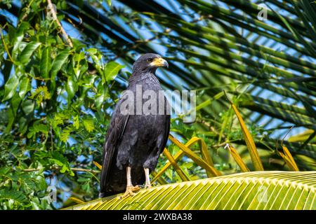 Majestätischer Common Black Hawk, der im Sonnenlicht am Waldrand auf einem Palmenzweig thront Stockfoto