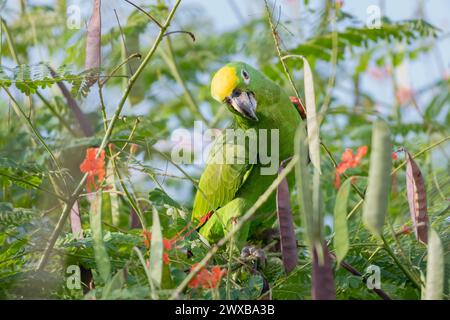 Ein wissbegieriger Gelb-gekrönter Papagei, Amazona ochrocephala, thront in einem Baum mit seitlich geneigtem Kopf und beobachtet die Kamera Stockfoto