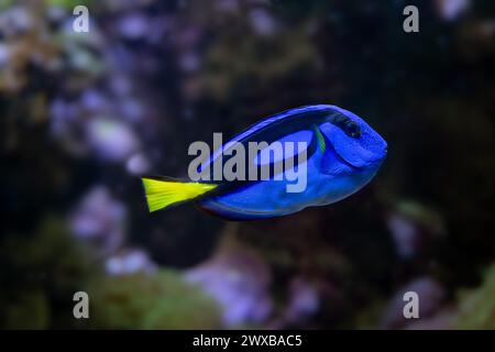 Blue Tang, blauen Hippo Tang oder unikales Doktorfisch (Paracanthurus Hepatus) Stockfoto