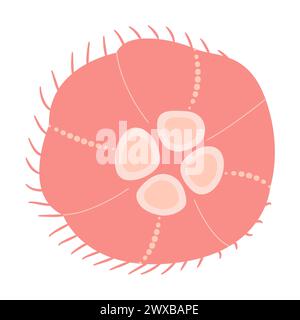 Cartoon Pink Quallen flach. Medusa-Vektor-Illustration. Moderne flache Illustration Quallen isoliert auf weißem Hintergrund. Vektorabbildung Stock Vektor