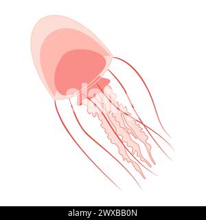 Cartoon Pink Quallen flach. Medusa-Vektor-Illustration. Moderne flache Illustration Quallen isoliert auf weißem Hintergrund. Vektorabbildung Stock Vektor