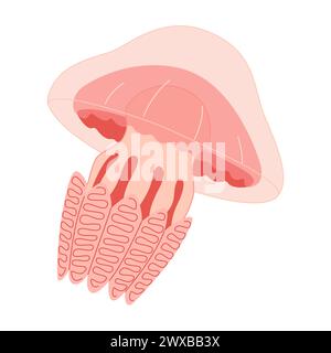 Cartoon Pink Quallen flach. Medusa-Vektor-Illustration. Moderne flache Illustration Quallen isoliert auf weißem Hintergrund. Vektorabbildung Stock Vektor