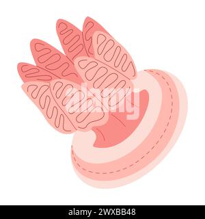 Cartoon Pink Quallen flach. Medusa-Vektor-Illustration. Moderne flache Illustration Quallen isoliert auf weißem Hintergrund. Vektorabbildung Stock Vektor