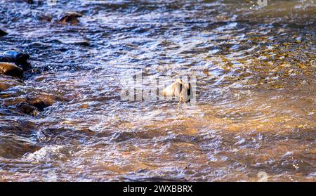 Dundee, Tayside, Schottland, Großbritannien. März 2024. Wetter in Großbritannien: Warme Frühlingssonne sieht einen Vogel aus der Ferne, der am Dighty Burn im Trottick Mill Ponds Nature Reserve in Dundee, Schottland, nach Nahrung sucht. Quelle: Dundee Photographics/Alamy Live News Stockfoto