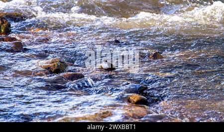 Dundee, Tayside, Schottland, Großbritannien. März 2024. Wetter in Großbritannien: Warme Frühlingssonne sieht einen Vogel aus der Ferne, der am Dighty Burn im Trottick Mill Ponds Nature Reserve in Dundee, Schottland, nach Nahrung sucht. Quelle: Dundee Photographics/Alamy Live News Stockfoto