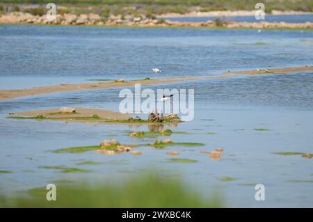 Stelzensuche im Naturschutzgebiet Platja des Trenc Mallorca an Einem wunderbaren sonnigen Frühlingstag Stockfoto