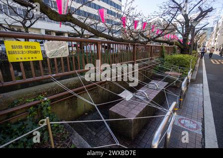 Tokio, Japan. März 2024. Bänke in der Nähe des Meguro River wurden abgesperrt, um zu verhindern, dass Menschen Orte retten, um den ganzen sonnigen Tag unter der blühenden Sakura zu verbringen. Mitglieder der Öffentlichkeit besuchen den Meguro River, um Kirschblüten zu sehen, die aufgrund des regnerischen und kalten Wetters noch nicht geblüht haben. Es wird erwartet, dass am nächsten Tag, am Wochenende, Kirschblüten blühen, wobei die Erwartungen an einen blühenden Blumentourismus bestehen. Quelle: Marcin Nowak/Alamy Live News Stockfoto