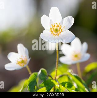 Holzanemone (Anemonoides nemorosa) (Syn.: Anemone nemorosa) blüht weiß im Wald, grüne Blätter, verschwommener Hintergrund, Frühlingsblumen Stockfoto
