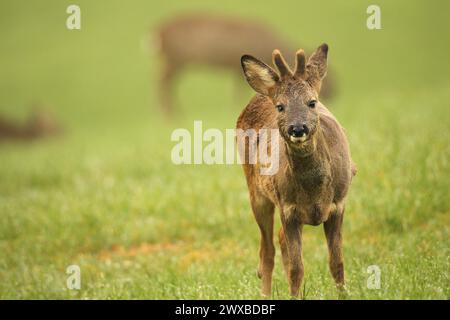 Hirsch (Capreolus capreolus) im Winterfell und kurze Samthörner mit Augenverletzung auf der Wiese, Allgäu, Bayern, Deutschland Stockfoto
