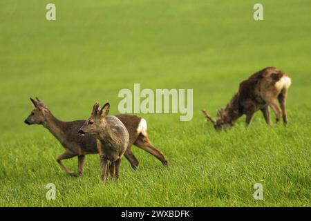 Europäischer Reh (Capreolus capreolus) Rehkitz mit kurzen Samthörnern, Hirsch und Bock mit gefegten Hörnern bei leichtem Regen auf einer Wiese, Allgäu, Bayern Stockfoto