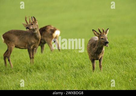 Hirsch (Capreolus capreolus), altes, gefegtes Bock und Rehkitz im Winterfell, kurze Samthörner und Verletzung des rechten Auges auf der Wiese Stockfoto