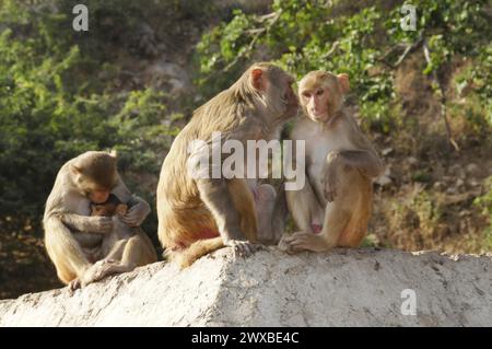 Rhesusmakaken (Macaca mulatta) in der Galta-Schlucht, drei Affen auf einem Felsen, einer kümmert sich um das Kind, symbolisiert Familienpflege, Jaipur, Rajasthan Stockfoto