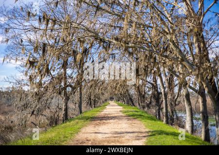 Brazos Bend State Park, Texas, an einem schönen sonnigen Morgen Stockfoto